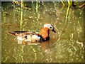 SD7706 : Mandarin Duck on Canal near Radcliffe by David Dixon