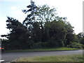 Trees on the roundabout on Portsmouth Road