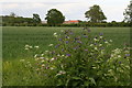 Crop field and comfrey off Drain Lane