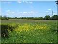 Meadow near Keepers Cottage, Rushley Green