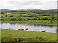 H5847 : Sheep, Cullamore by Kenneth  Allen