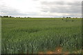 Wheatfield near Great Newarks