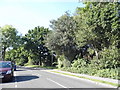 Trees along Cherrywood Road, Farnborough