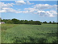 Wheat field boundary near Upper Beakley Farm, Halstead