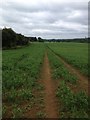 Pea crop at Colpman