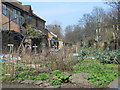 Allotments by the path between Green Lanes and Clissold Crescent, N16 (2)