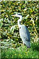 Grey Heron, Sankey Valley Park