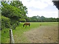 Pilley, horse grazing