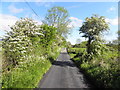 Hawthorns along Cairn Road