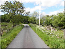 H5475 : Overgrown verges, Cloghan Road by Kenneth  Allen
