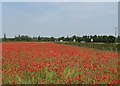 TL4750 : A field of poppies by John Sutton