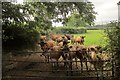 SX8979 : Jersey calves near Waddon by Derek Harper