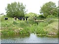 River Yeo and cattle near Huish Episcopi