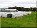 Polytunnels, Star Inn