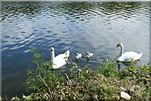 SE6214 : A family of mute swans on the New Junction Canal  by Graham Hogg