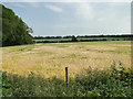 Ripening barley