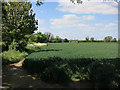 Field by Cambridge Road