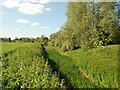 Cripsey Brook in Chipping Ongar