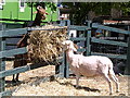 Feeding time for the goats at Vauxhall City Farm