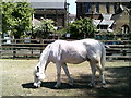 Grazing horse, Vauxhall City Farm