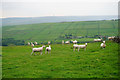 Shorn sheep above Colden