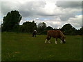 TL0200 : Grazing horses, Chiltern Way by Peter S