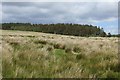 Wetland pasture near Muirkirk