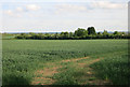 Wheat field near Comberton