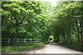 Lane to Bettiscombe