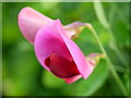 Everlasting Sweet Pea, 2