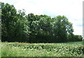 Small woodland near Collow Holt