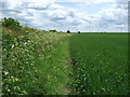 Crop field and hedgerow