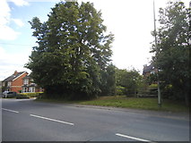 SU7367 : Tree on Hollow Lane, Shinfield by David Howard
