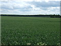Crop field south of Lincoln Road (A158)