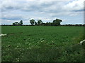 Crop field off the A158