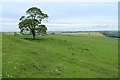 Farmland with Tree