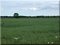 Crop field off Walk Lane