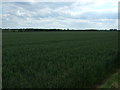 Crop field near Barn Farm