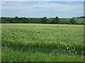 TL2662 : Crop field east of Yelling by JThomas
