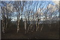 SH8479 : Silver birch trees by N Chadwick