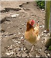 Chicken at Manor Farm