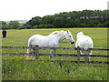 Two dapple greys beside the C2C