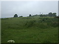 Grazing off Kingsley Road, Overmoor