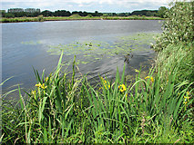 TG2906 : Yellow iris growing beside the River Yare by Evelyn Simak