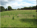 Meadow north of Surlingham Lane