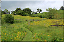 SD5689 : Buttercup Field near Eskrigg End by Chris Heaton