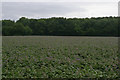 Field west of A414, south of Harlow