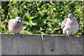 Thorverton : Pigeons