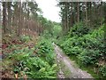 Before and after tree thinning in Sutton