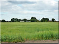 Field of barley by Tudwick Road